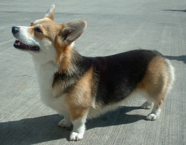 1191990474pembroke_welsh_corgi.jpg