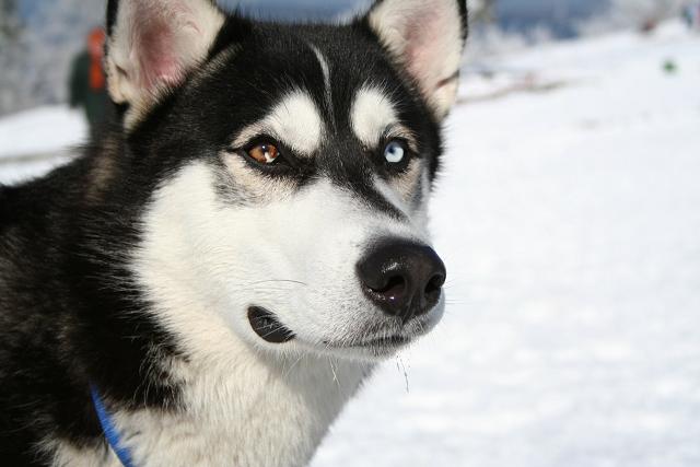 Siberian_Husky_bi-eyed_Flickr.jpg