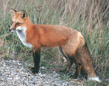 Red_Fox_Adult.jpg