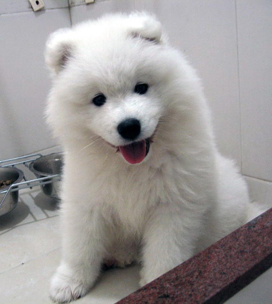 Samoyed3.jpg