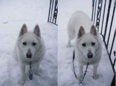 he's another husky but looks exactly the same