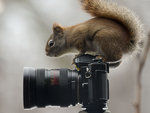 Squirrel Photographer.JPG