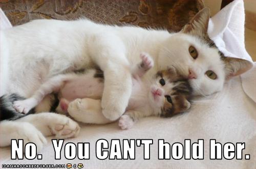 funny-pictures-you-cannot-hold-kitten.jpg