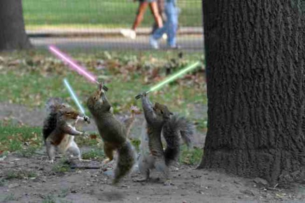 squirrel fight.jpg