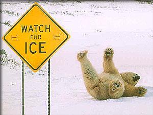 watch for ice polar bear.jpg