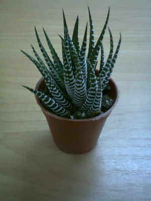 Weird looking cactus specimen A