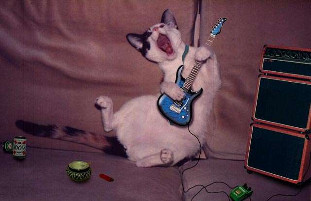 musiccat.jpg