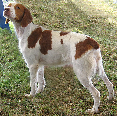 brittany_spaniel_h02.jpg