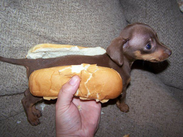 Hotdog.jpg