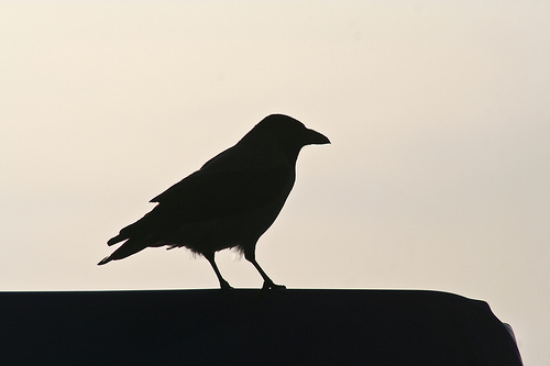Black_crow..jpg