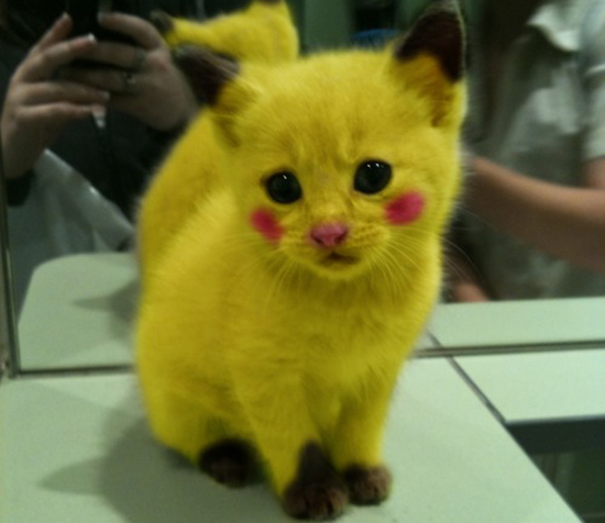 Pokemon in Real Life? Nah, Just a Catachu!