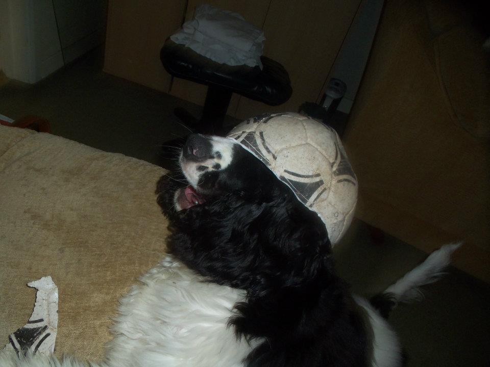 This is my dog poppy wearing her hat/ ex-football