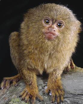 pygmy-marmoset.jpg