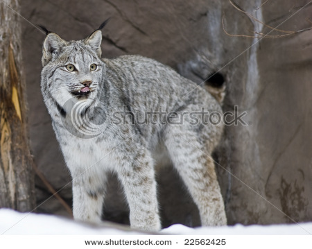 stock-photo-canadian-lynx-marking-its-territory-lynx-canadensis-22562425.jpg