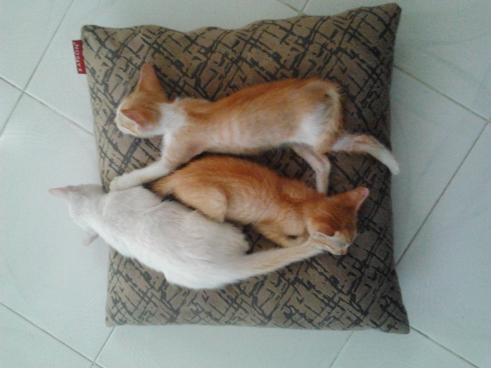 three kittens on a cushion.jpg