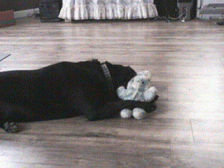 This is my four month old puppy, with her stuffed rabbit Peter.