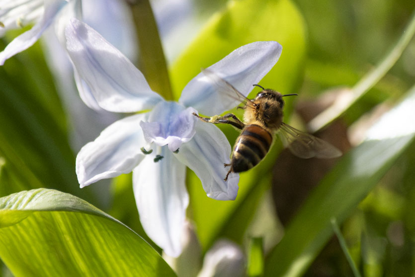 Spring on the wing s.jpg